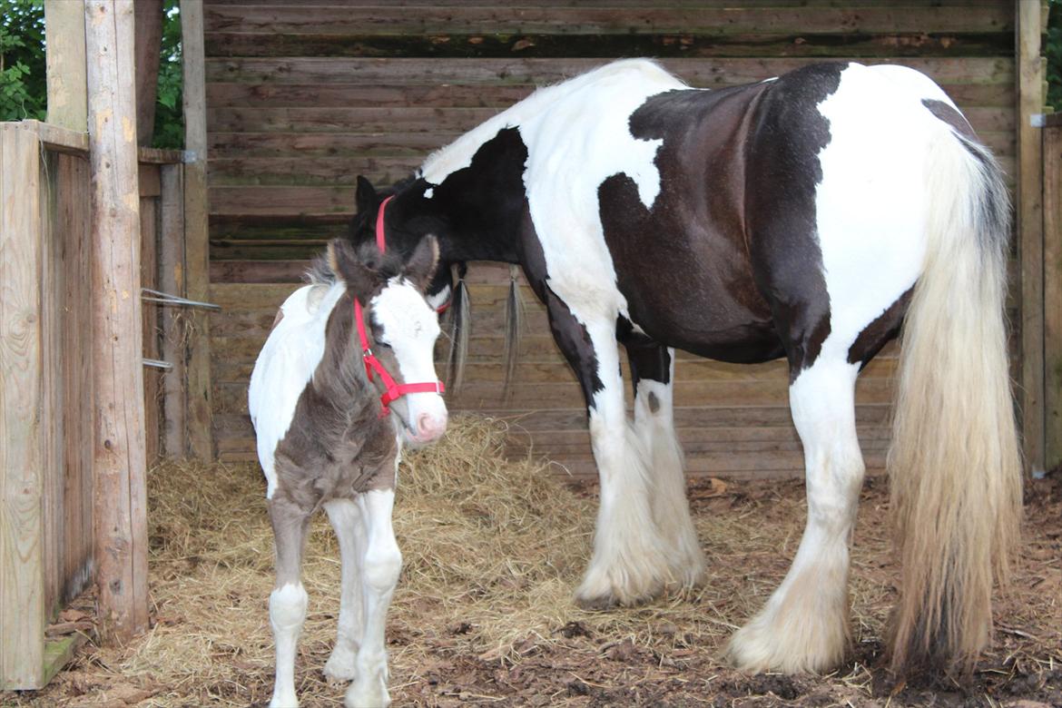 Irish Cob Haven´s Mella - Æv, nu fik jeg også sån en rød tingeste på hovedet som mor har. billede 8