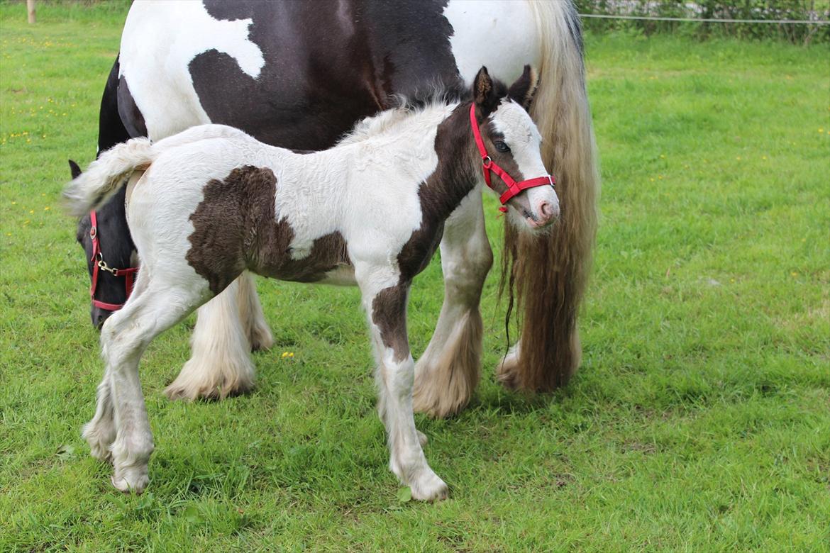 Irish Cob Haven´s Mella - Jeg er da lidt fin, ik´ billede 9