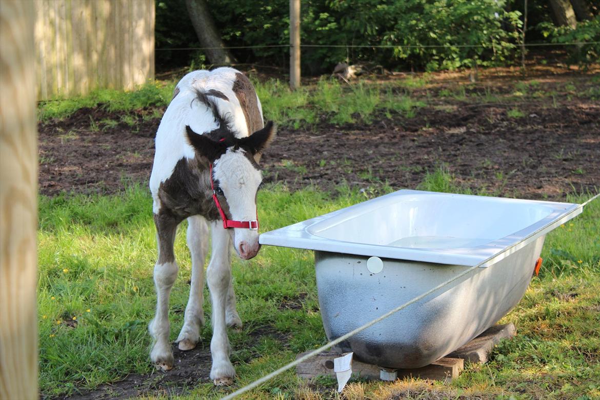 Irish Cob Haven´s Mella - Mor havde næsen hernede, det sku jeg også lige prøve, tror jeg fik min næse for langt ned, det var ik så rart. billede 11
