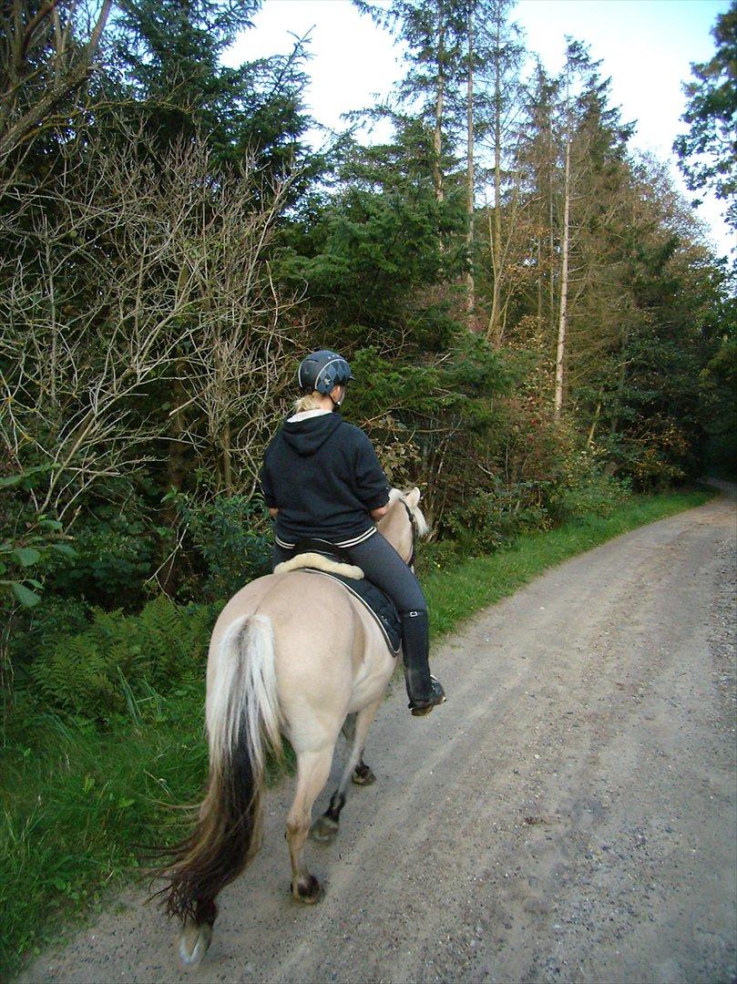 Fjordhest Sally (Lånehest) ~ True Friend ~ - ~ Jeg stoler på dig..!! ~ billede 18