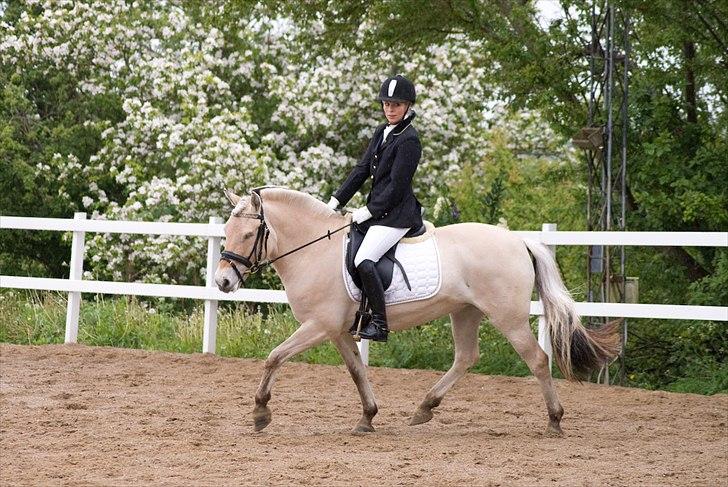 Fjordhest Sally (Lånehest) ~ True Friend ~ - ¤ Sally og Bitten til stævne, inden vi fik hende.. Der var vil lige ude og tage pics af prinsesserne.. ¤ billede 5