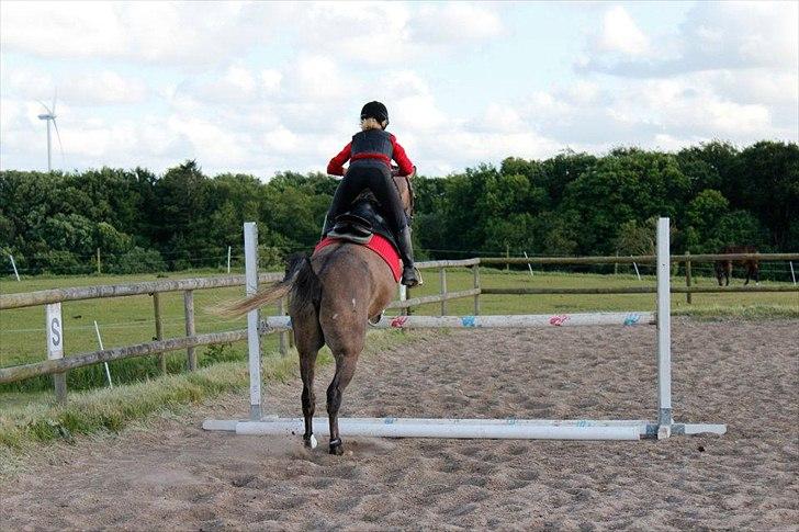 Arabisk fuldblod (OX) Helu - Sidste springtime med Torben.
Never regret anything that made you smile! billede 17