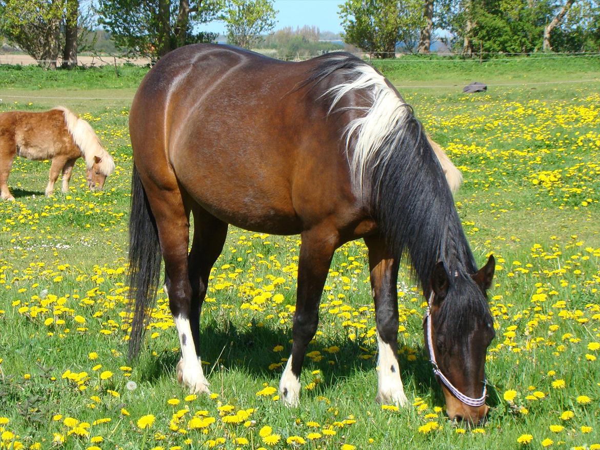 Anden særlig race Jackie´s figther (Flicka) billede 1