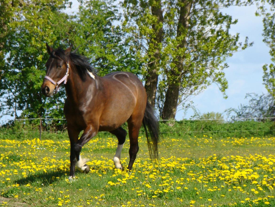 Anden særlig race Jackie´s figther (Flicka) billede 2