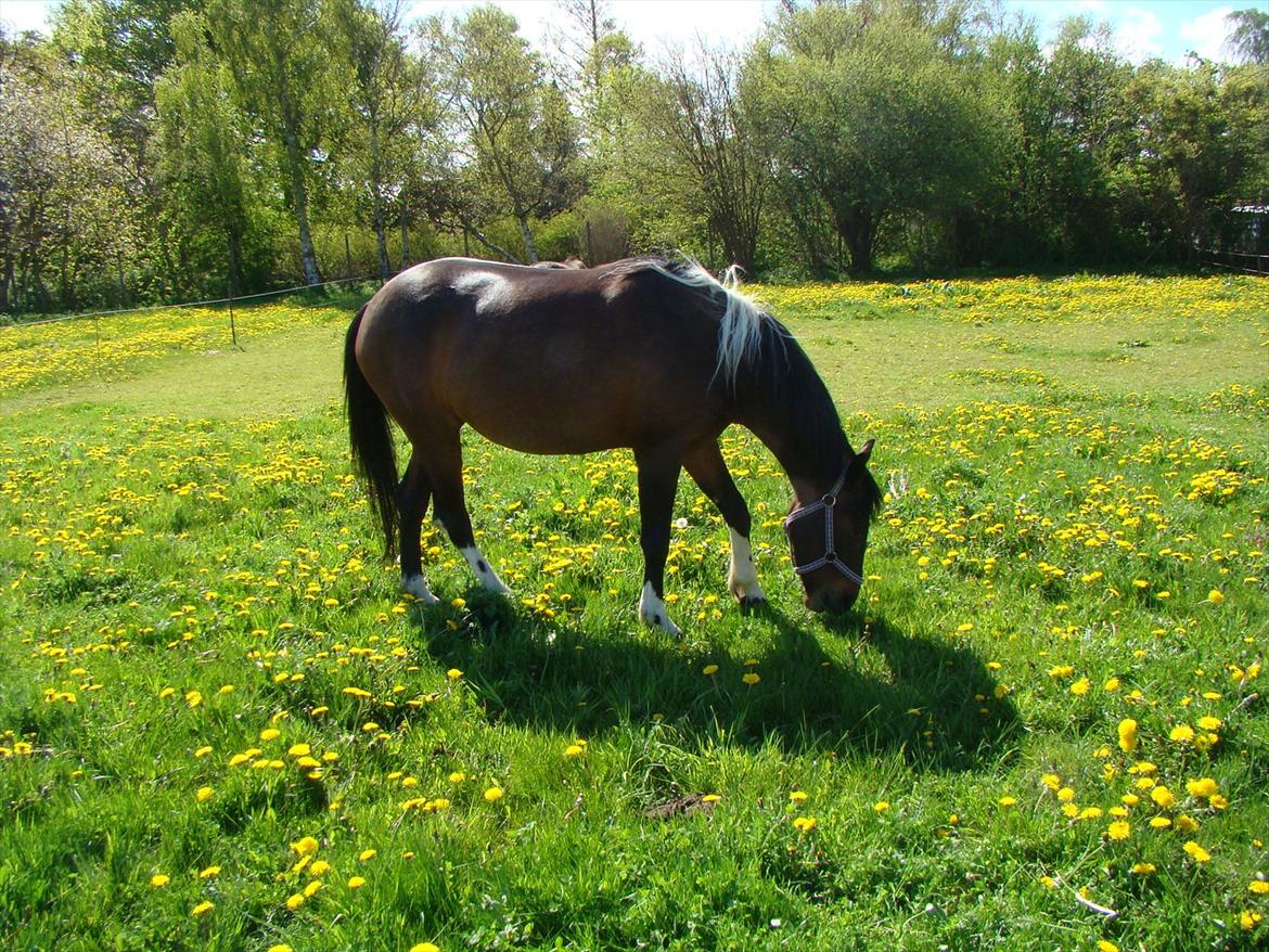 Anden særlig race Jackie´s figther (Flicka) billede 3