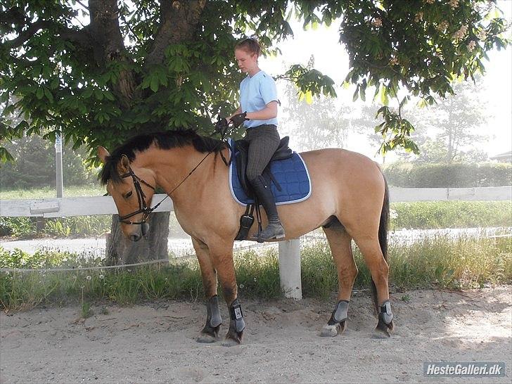 Anden særlig race Golden Guy *AKA Sune* billede 2