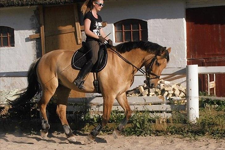 Anden særlig race Golden Guy *AKA Sune* billede 4