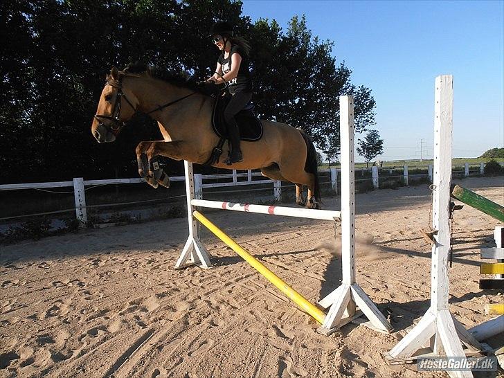 Anden særlig race Golden Guy *AKA Sune* billede 10