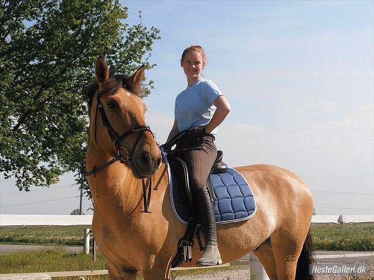 Anden særlig race Golden Guy *AKA Sune* billede 1