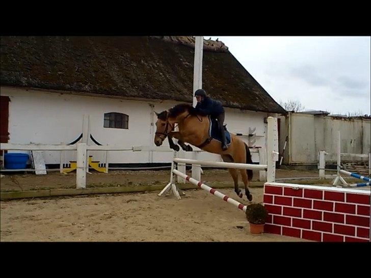 Anden særlig race Golden Guy *AKA Sune* billede 11