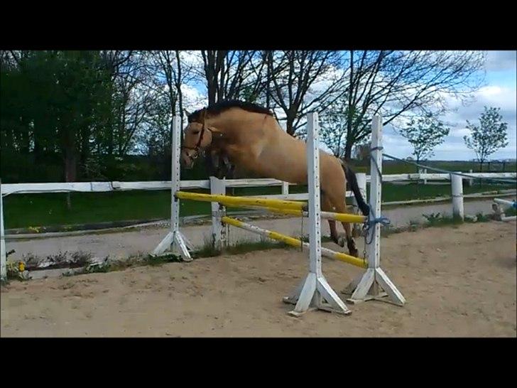 Anden særlig race Golden Guy *AKA Sune* billede 12