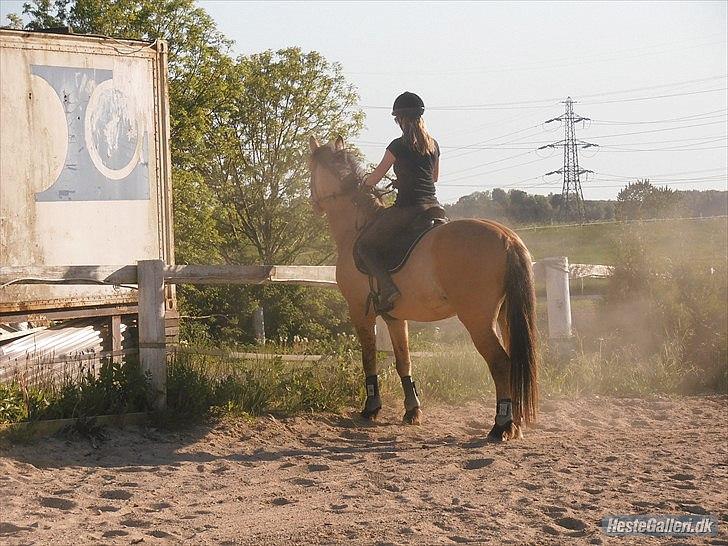 Anden særlig race Golden Guy *AKA Sune* billede 16
