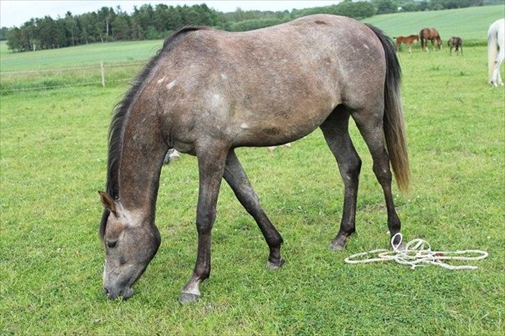 Anden særlig race SG Dusty Dakota billede 14