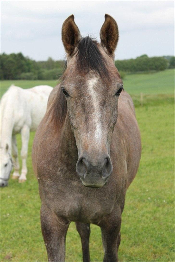 Anden særlig race SG Dusty Dakota billede 15
