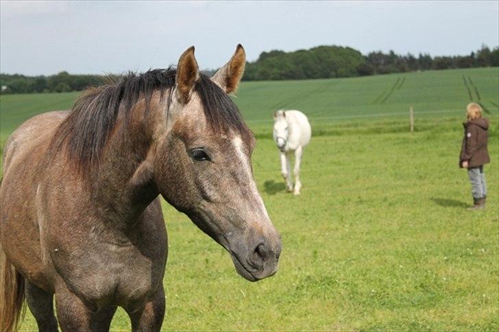 Anden særlig race SG Dusty Dakota - Velkommen til Dusty drengens profil. Dette billede er fra juni 2012  billede 1
