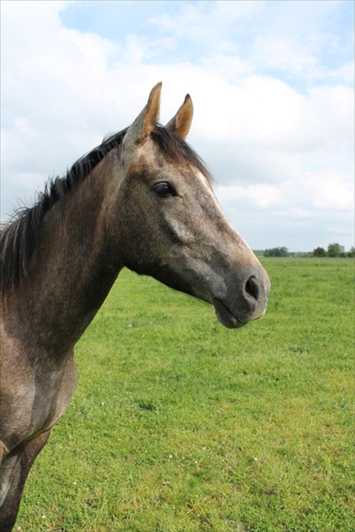 Anden særlig race SG Dusty Dakota billede 16
