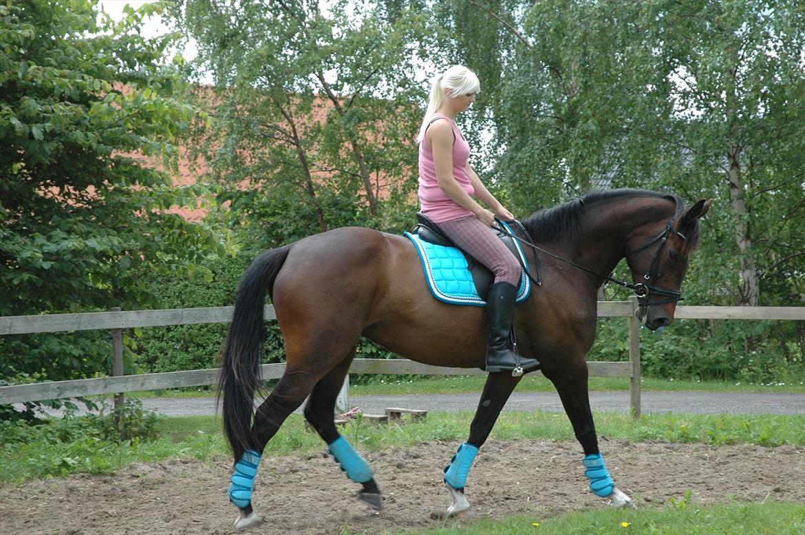 Dansk Varmblod KOKO R.I.P billede 7