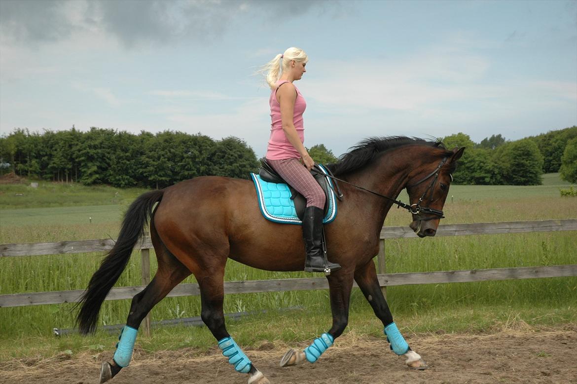 Dansk Varmblod KOKO R.I.P billede 8