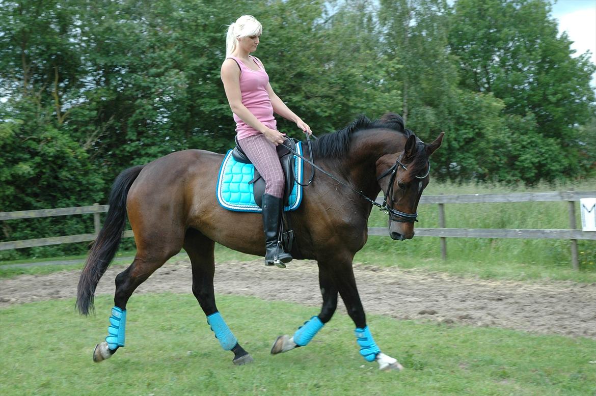 Dansk Varmblod KOKO R.I.P billede 9