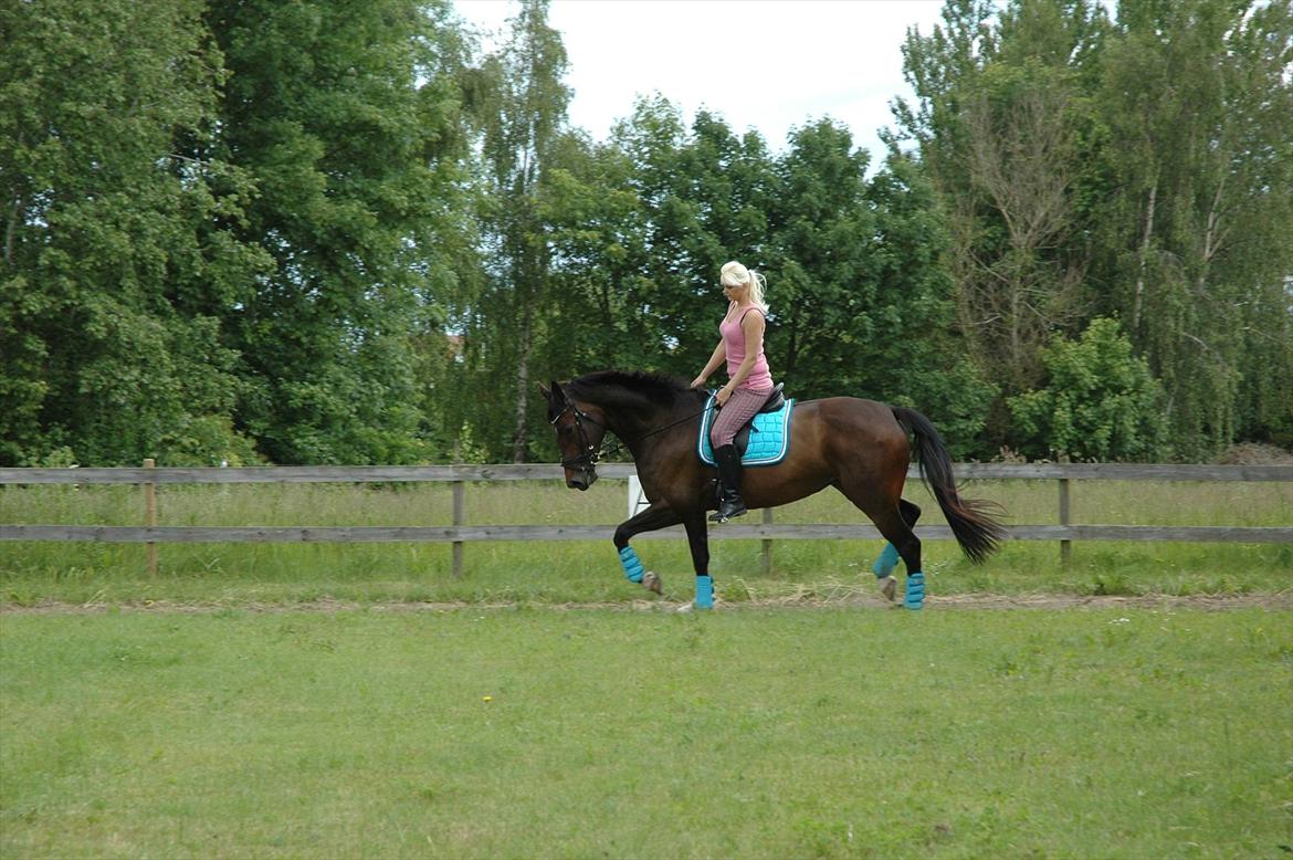 Dansk Varmblod KOKO R.I.P billede 10