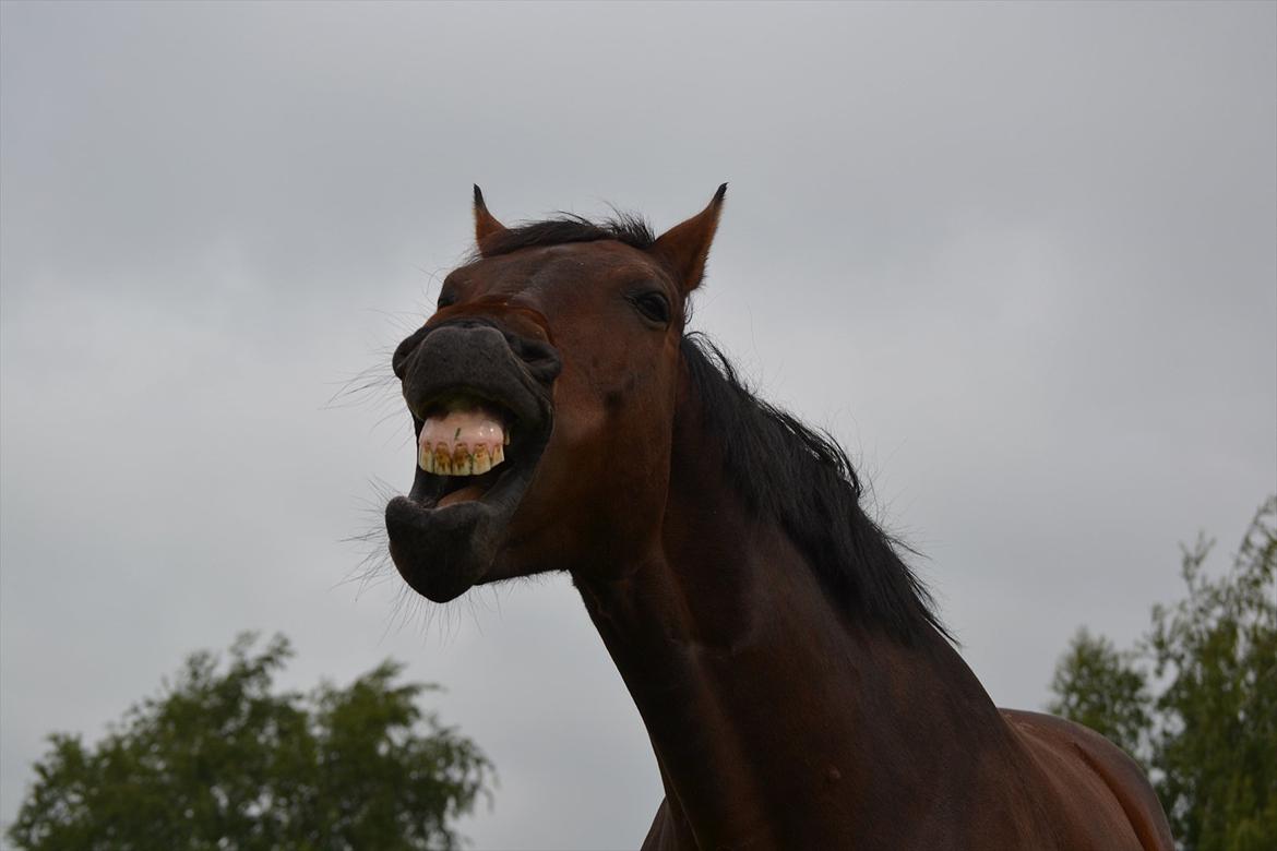 Hannoveraner Lille Per - 3. Charmerende? Sommer 2012 billede 3