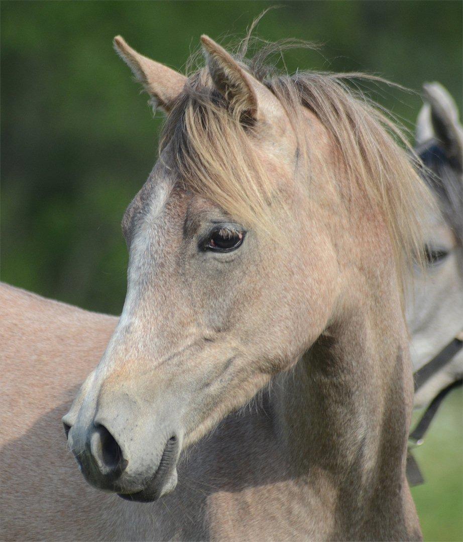 Arabisk fuldblod (OX) Frajana billede 7