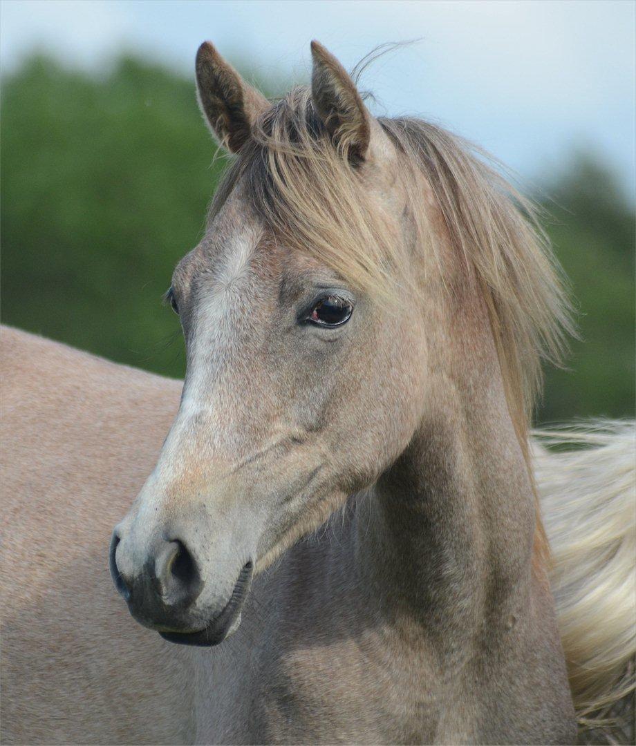 Arabisk fuldblod (OX) Frajana billede 6