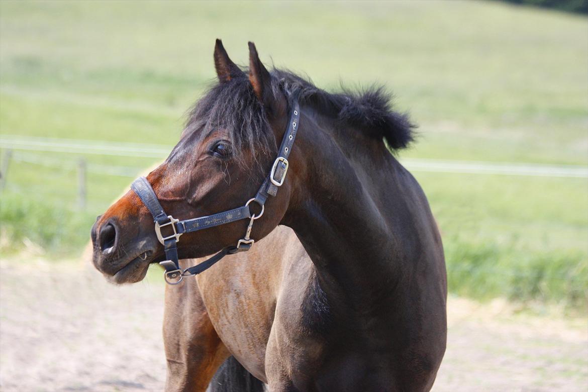 DSP | Vasehøjs Kasira | - 12 juni 2012, skønne Kasira på folden billede 3
