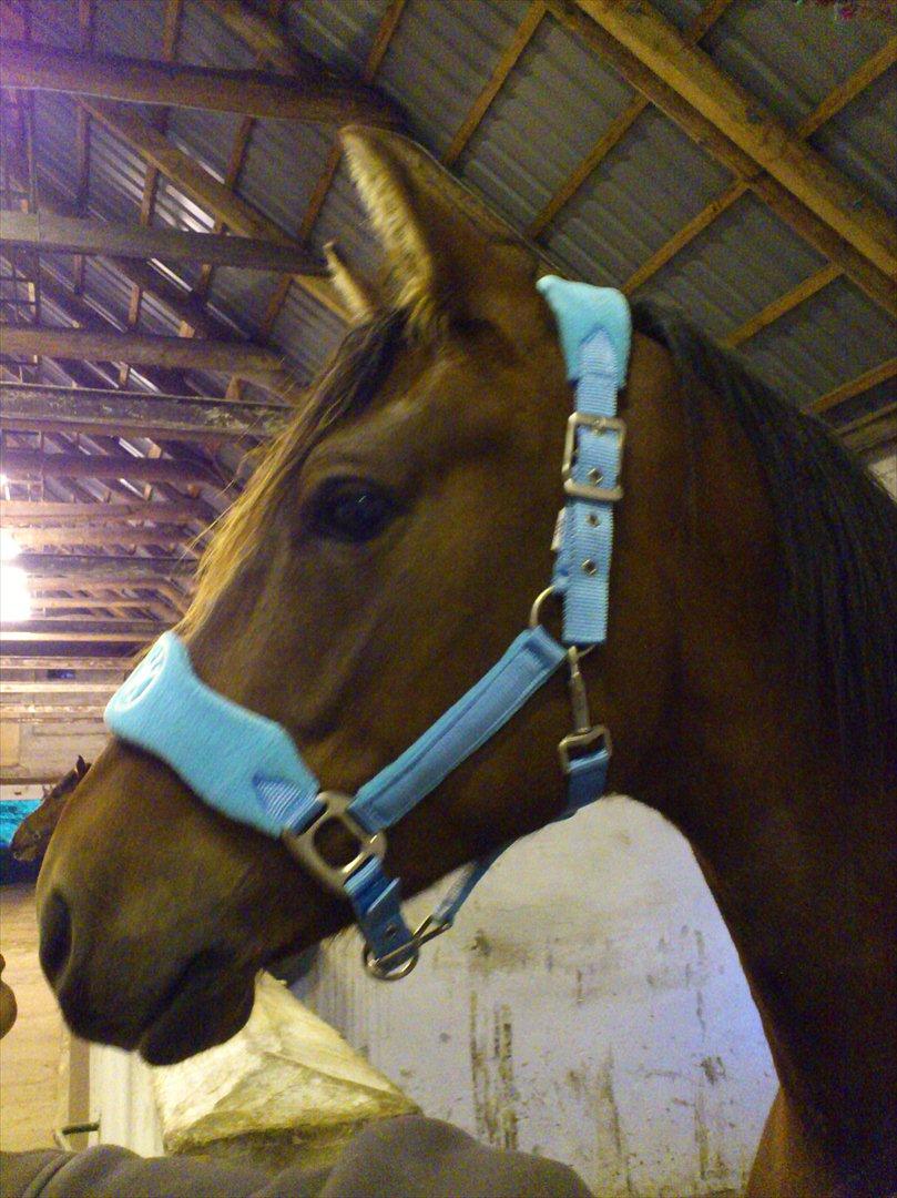 Shagya Araber (SH) Bahebec Takhises *Basse* - *SOLGT* - 2/6-2012

Bahebec - med sin NYE grime <3 billede 5