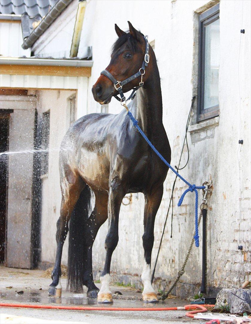 DSP | Vasehøjs Kasira | - 12 juni 2012, et lækkert bad efter træning billede 16