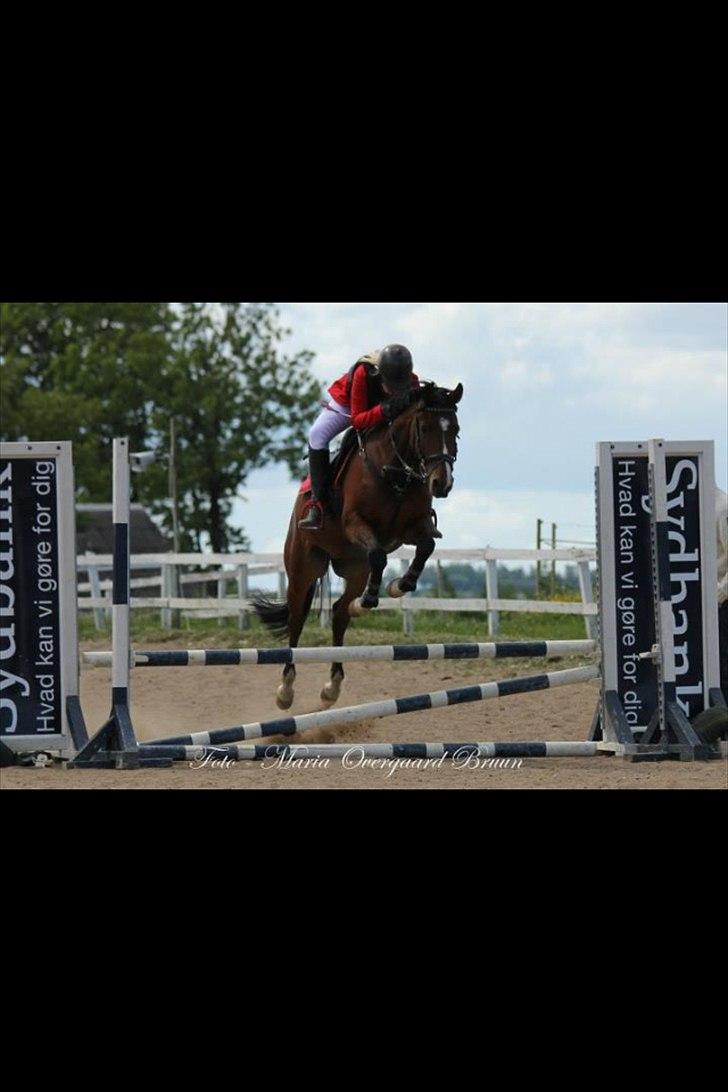 Anden særlig race Stormarksgaards Speedy - Speedy og jeg til stævne!:-) billede 10