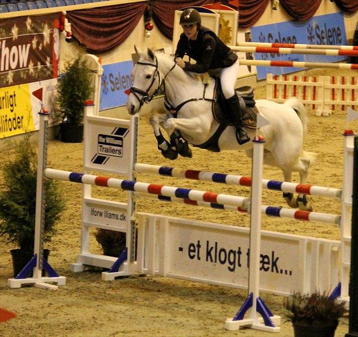 Irsk Sportspony Broad Way - A Pony billede 1