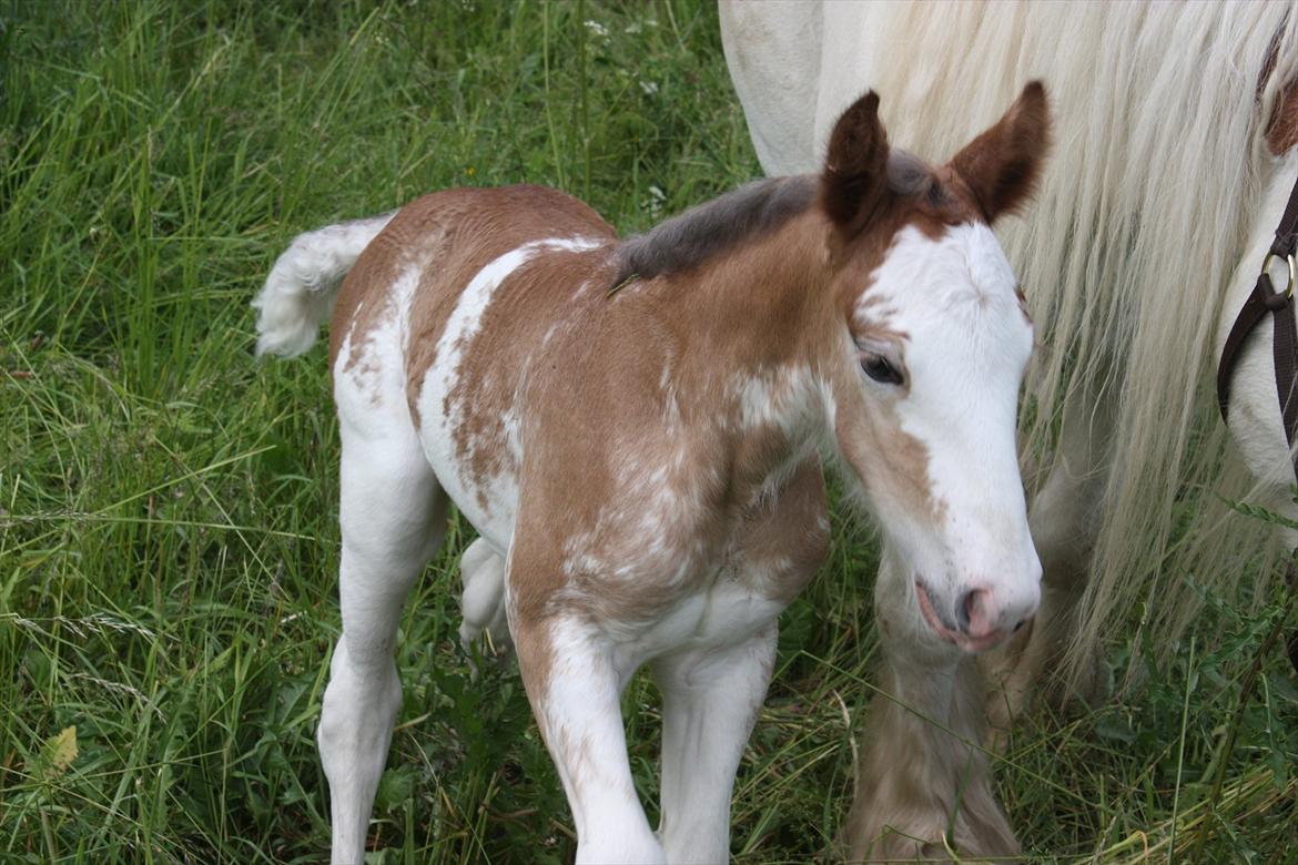 Irish Cob Bella Donna billede 1
