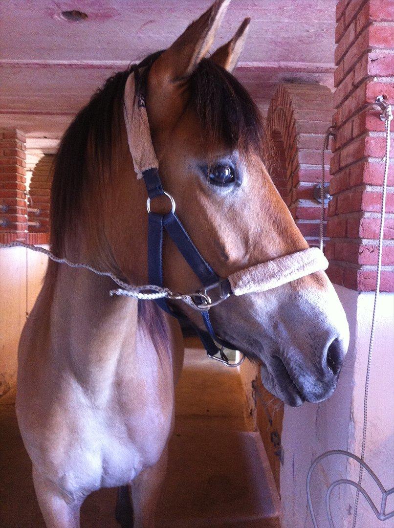 Pinto Araber Java - Velkommen til Javas profil.... billede 1