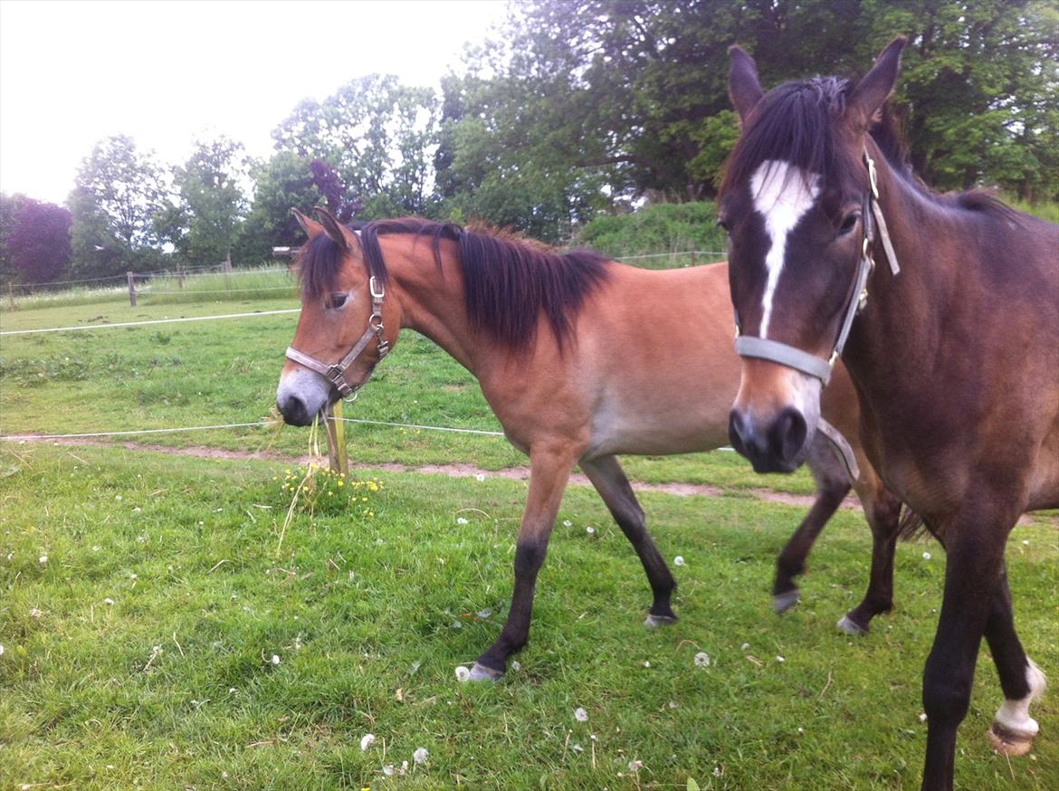 Pinto Araber Java - Java sammen med Batman billede 3