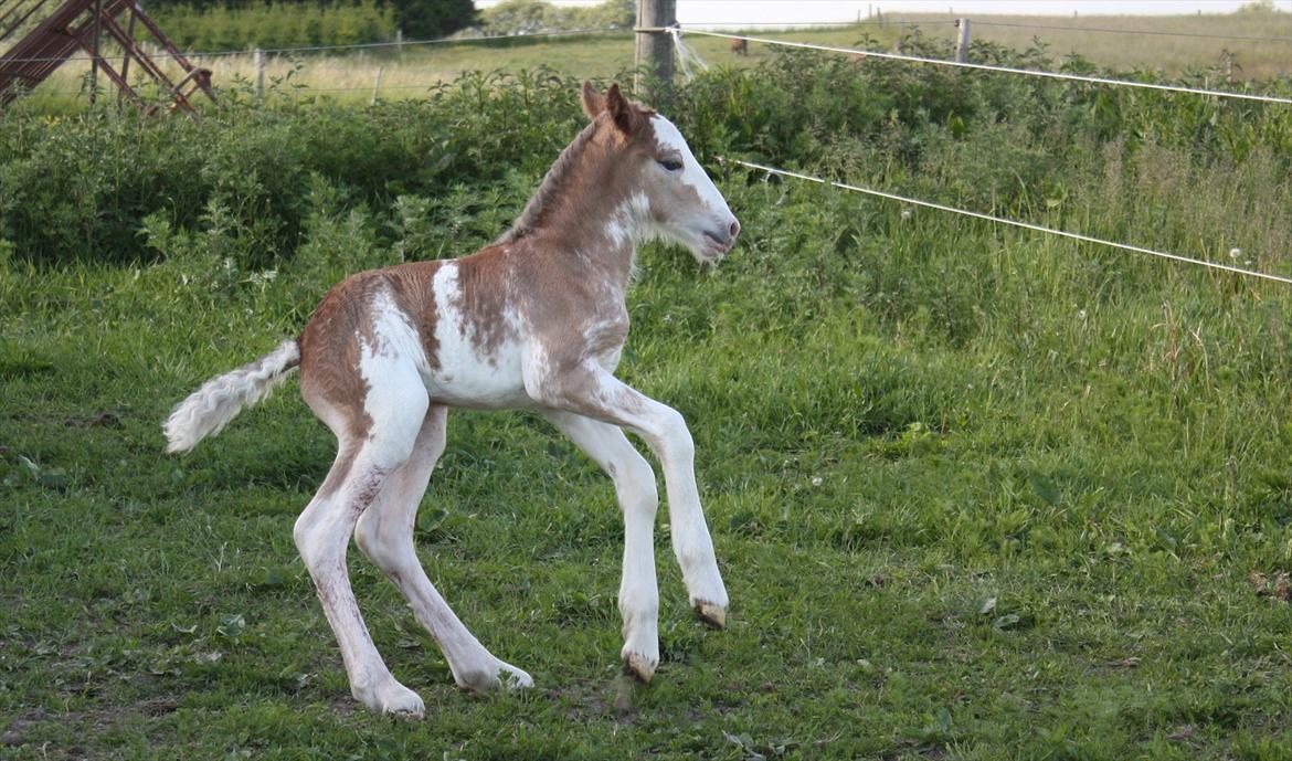 Irish Cob Bella Donna billede 2