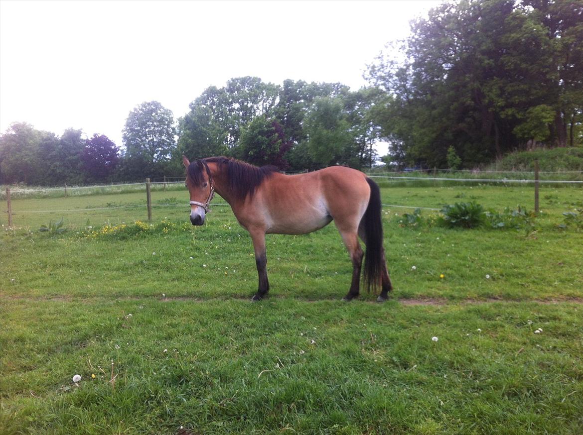 Pinto Araber Java billede 5