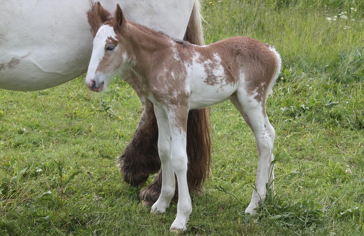 Irish Cob Bella Donna billede 3