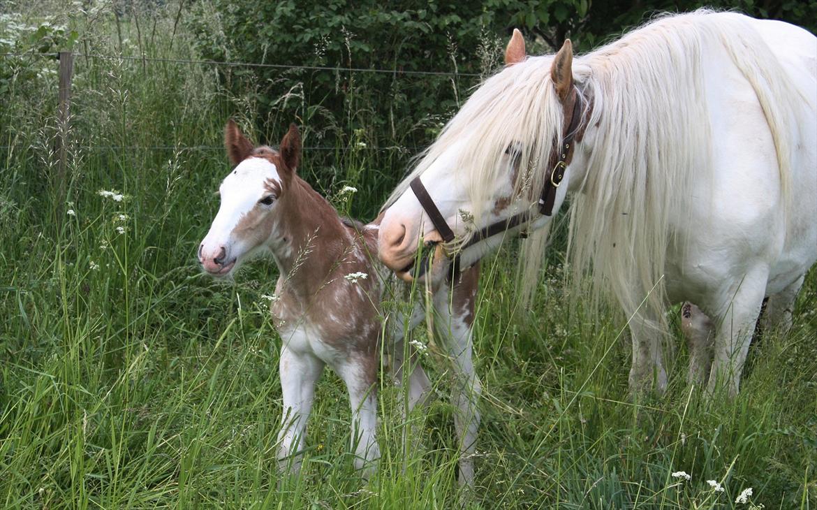 Irish Cob Bella Donna billede 4