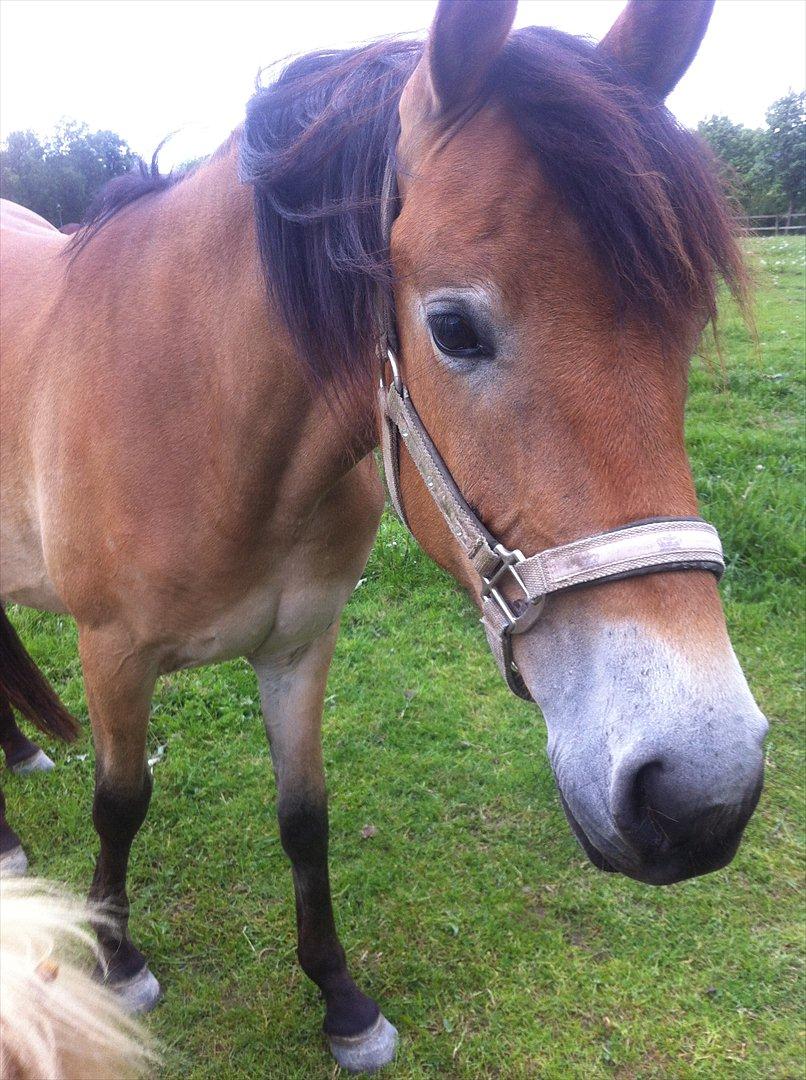 Pinto Araber Java - Du sød Java :) billede 9