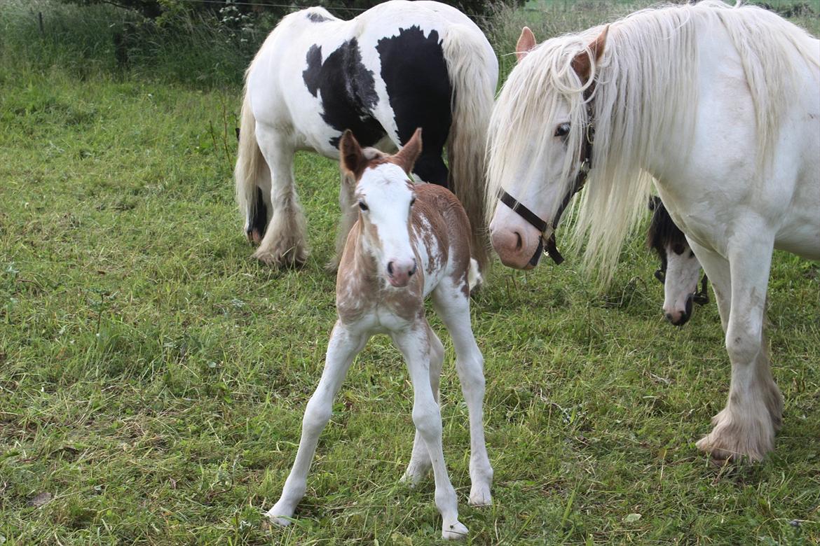 Irish Cob Bella Donna billede 5