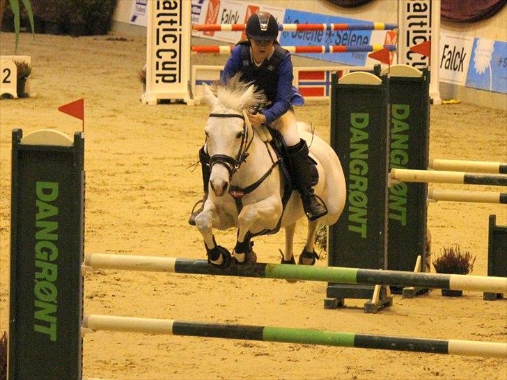 Irsk Sportspony Broad Way - A Pony billede 6