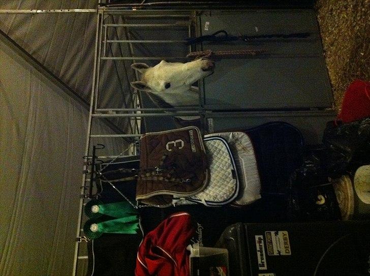 Irsk Sportspony Broad Way - A Pony billede 8