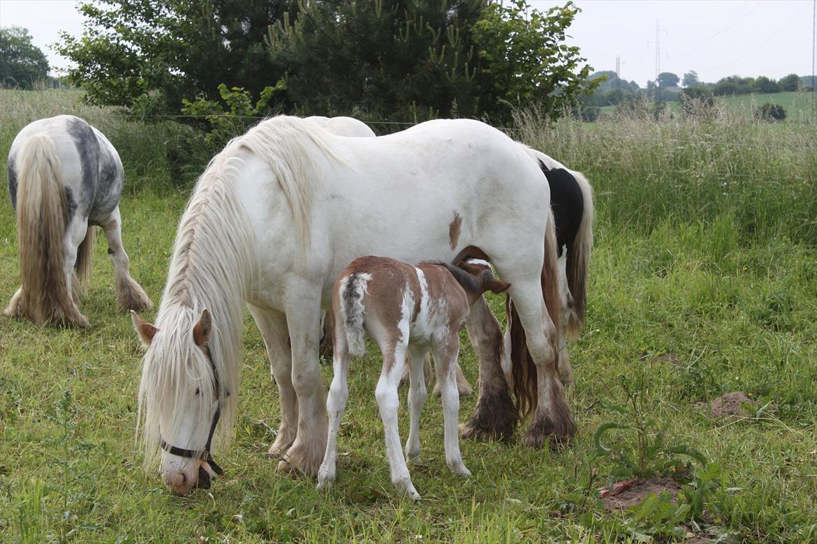 Irish Cob Bella Donna billede 6