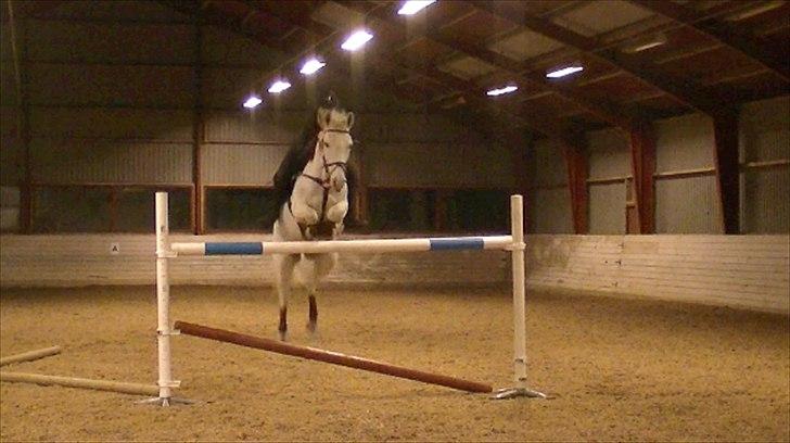 Irsk Sportspony Broad Way - A Pony billede 13