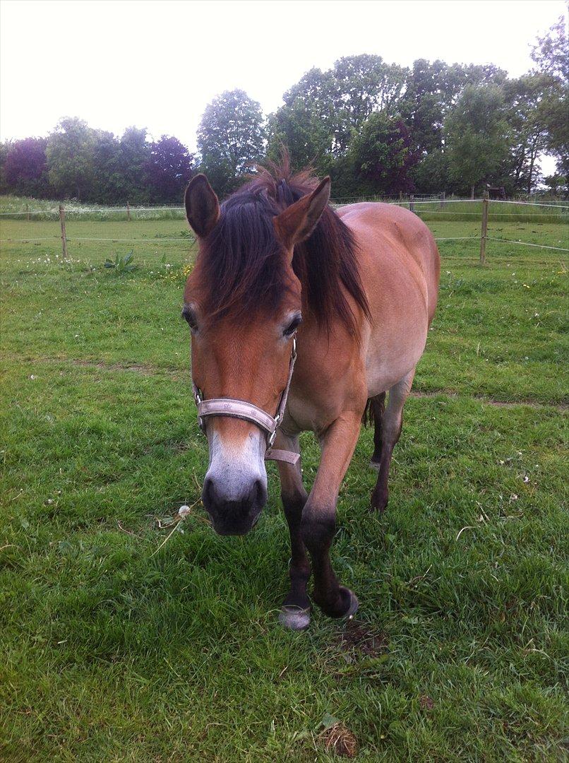 Pinto Araber Java billede 7