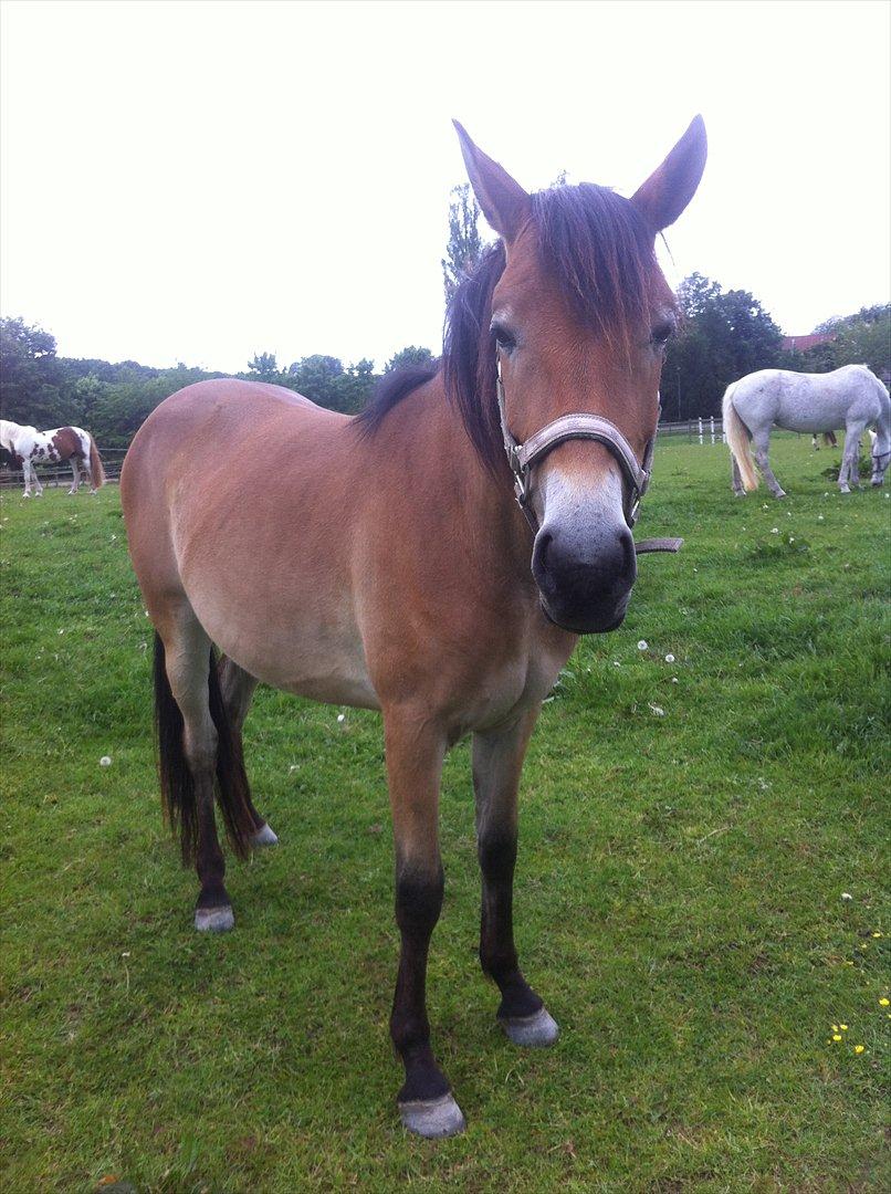 Pinto Araber Java billede 11