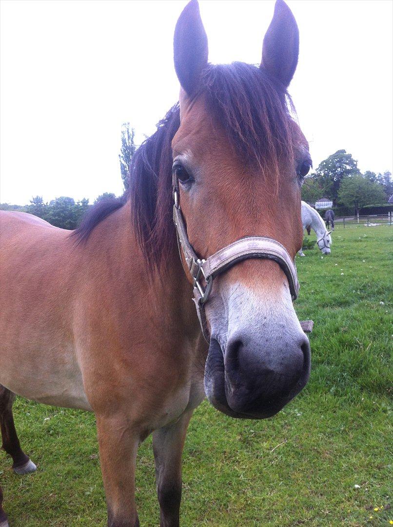 Pinto Araber Java billede 13