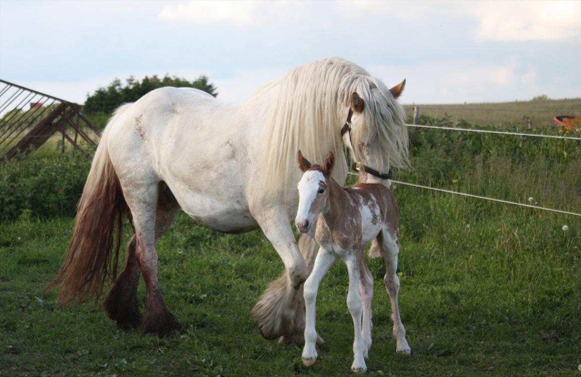 Irish Cob Bella Donna billede 7