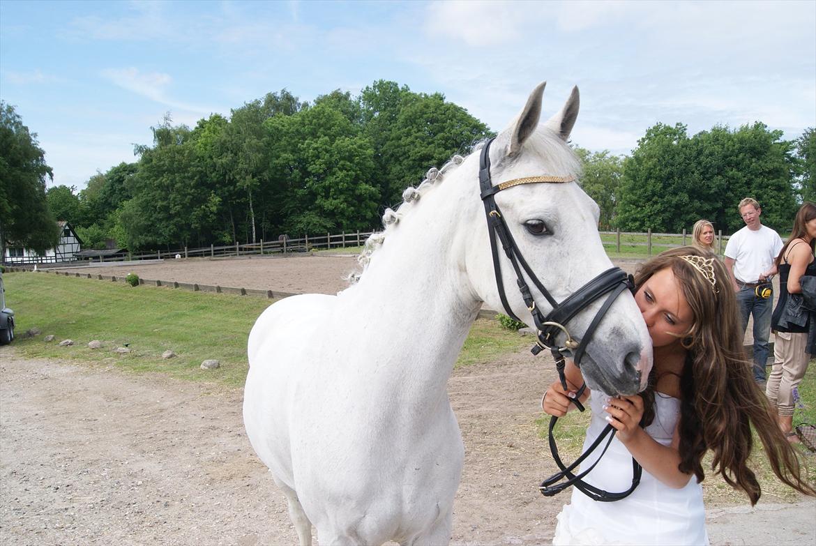 Irsk Sportspony Broad Way - A Pony billede 15